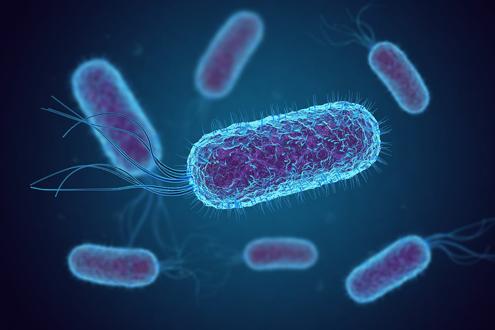 Escherichia Coli (E. Coli.) cells or bacteria under microscope