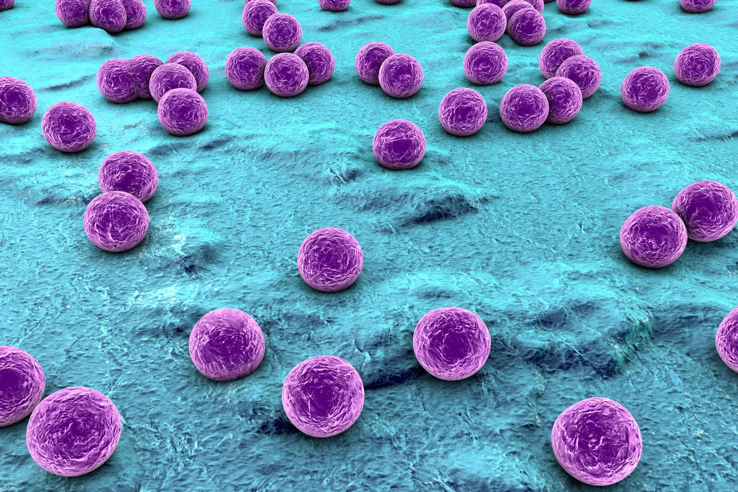 an image of spherical bacteria on the surface of skin/membrane