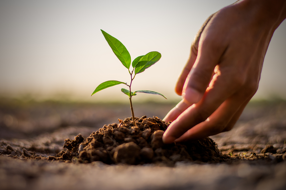 A seedling in a mound of soil with two cupped hands gently touching the soil