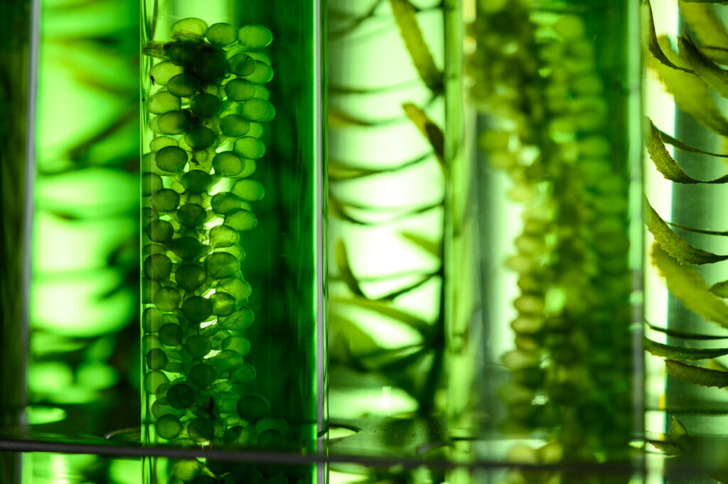 Green image of algae research in laboratories