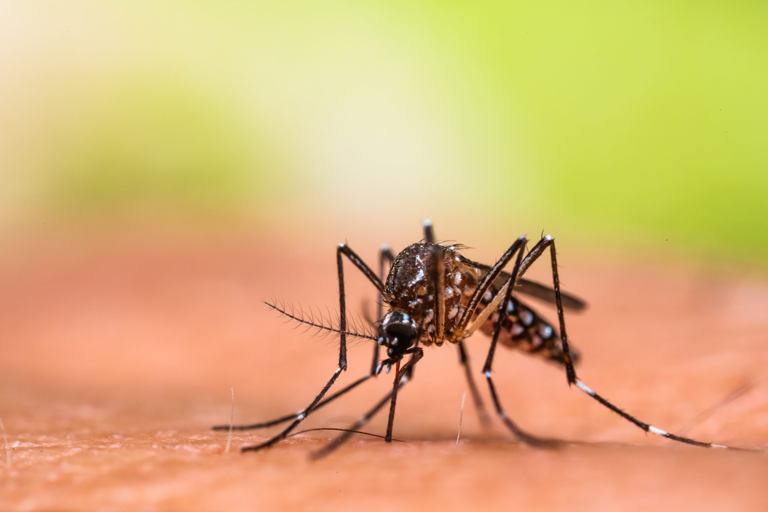Mosquito sucking blood from skin