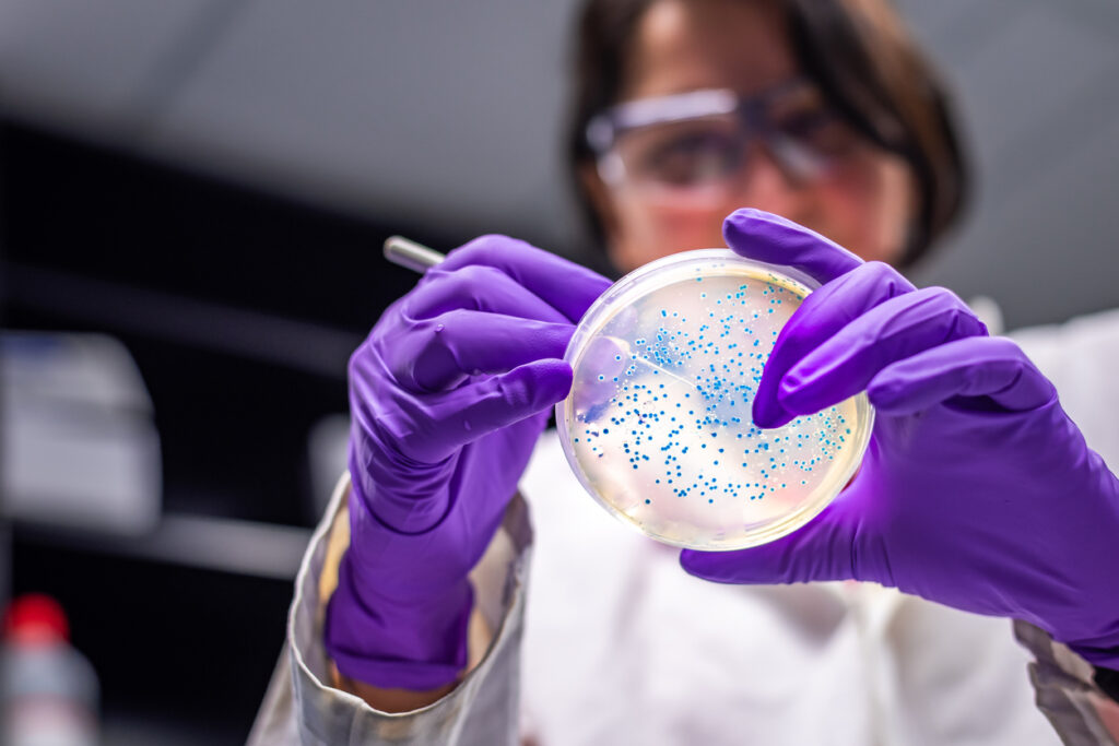 Female scientist in microbiology laboratory working with E coli culture