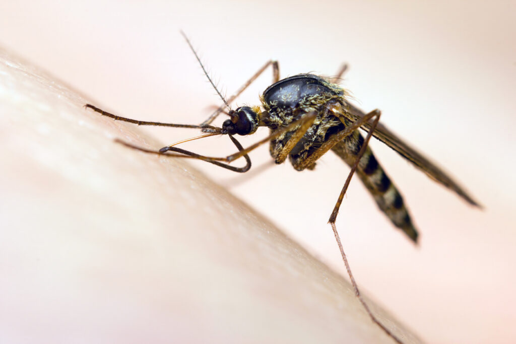 A mosquito sucking blood