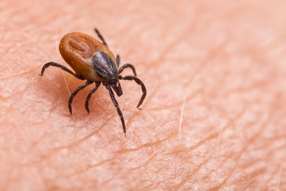 Close up of a tick on human skin