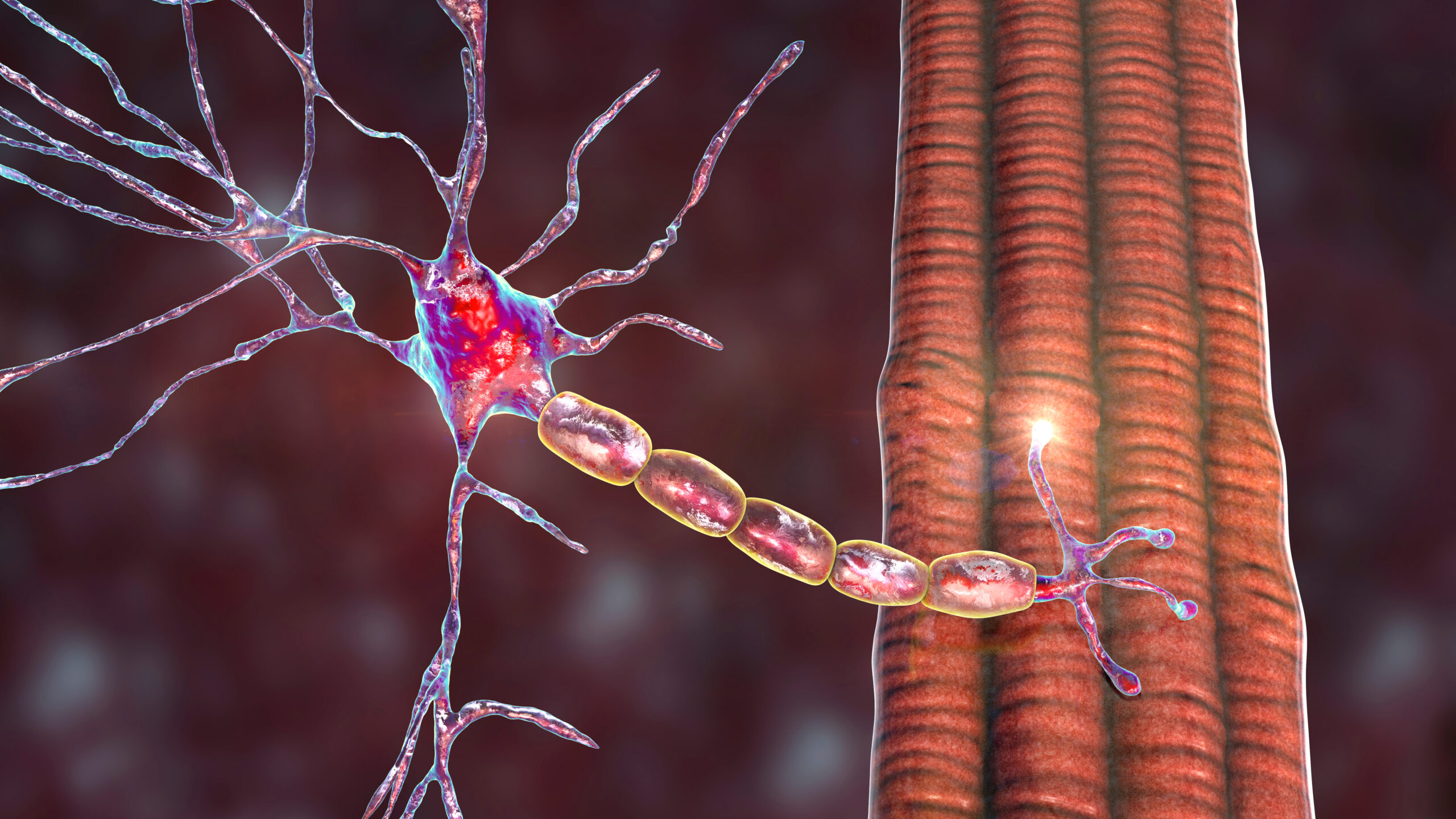 3D illustration of a motor neuron connecting to muscle tissue
