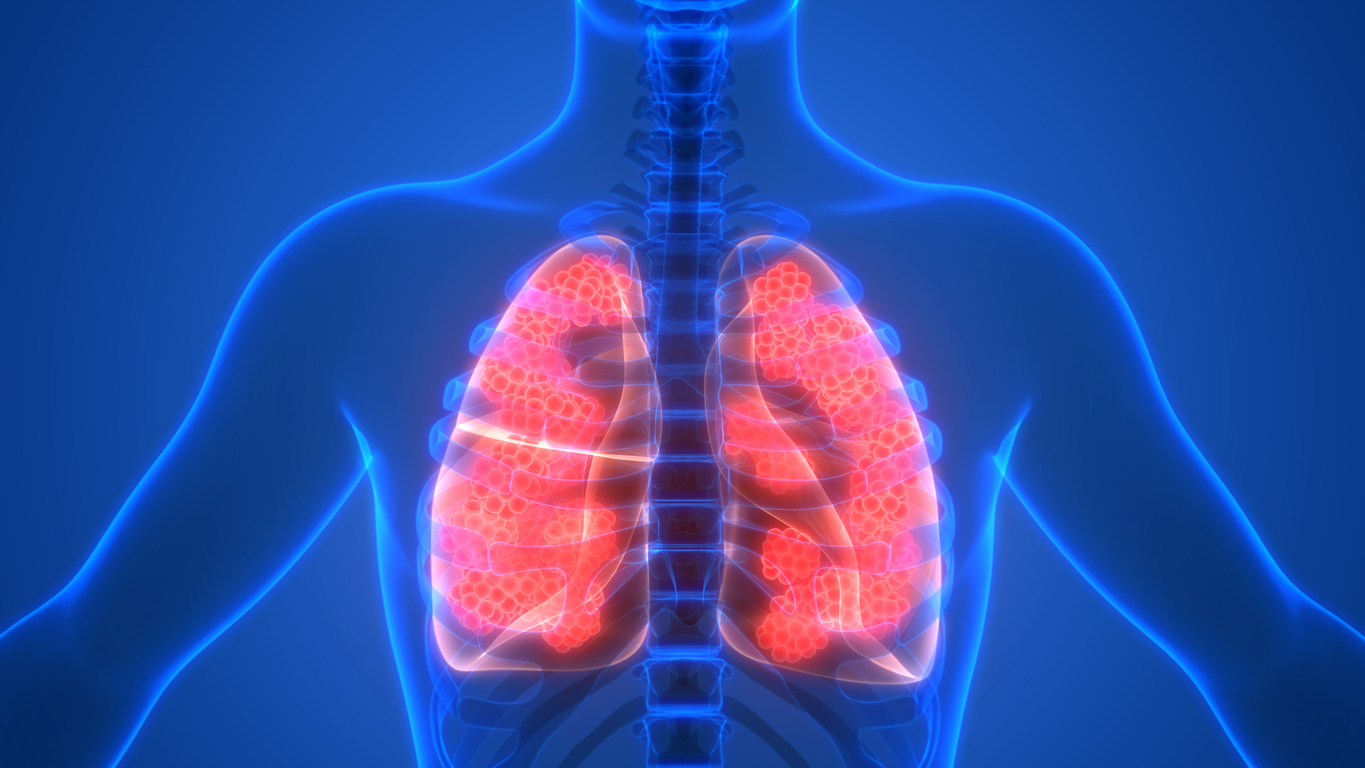 3D Illustration Concept of Human Respiratory System Lungs with 